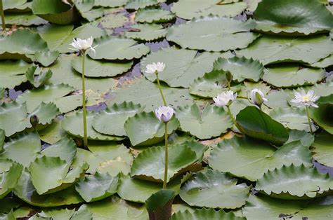 Hd Wallpaper Lily Pads Water Lilies Pond Nature Lake Outside