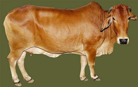 Dairy Farming Indian Breeds Of Cattle