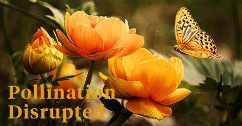 • cut back to a height of 18 to 24 in. Flowers Are Changing Color in Response to Climate Change ...