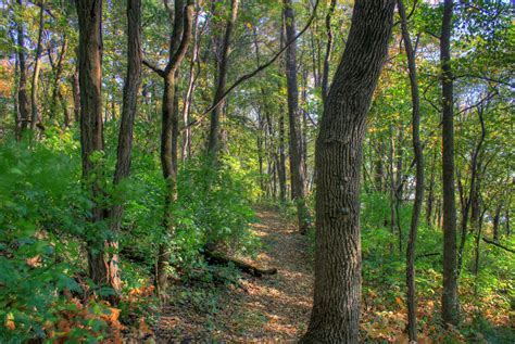 Hiking Trail In Woods At Belmont Mounds State Park Wisconsin Image