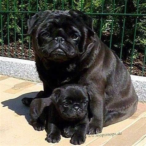 Puggiewoofs Black Pug Puppies Cute Pug Puppies Baby Pugs