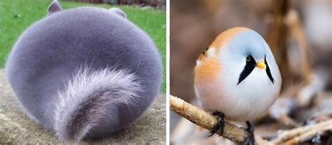 These Perfectly Round Animals Will Melt Your Heart Women Daily Magazine