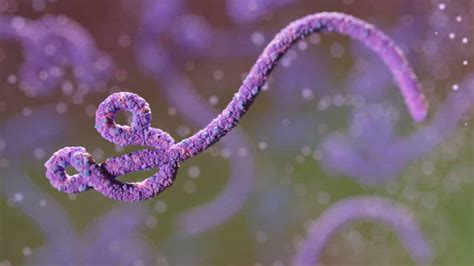 While Battling Covid 19 And Measles Congo Now Detects New Ebola