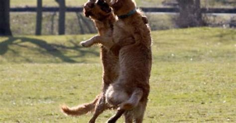 Dancing Dogs Imgur