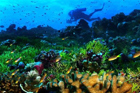 A Balanced Ecosystem Coral Reef Hawaii Volcanoes