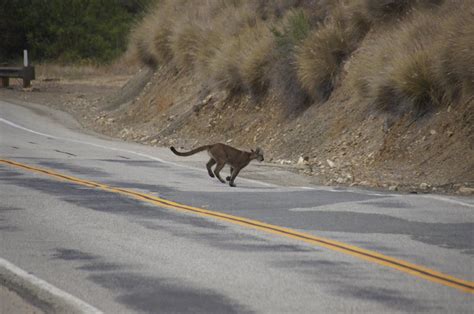 Southern California Cougar In Study Found Dead Near Road Money 1055