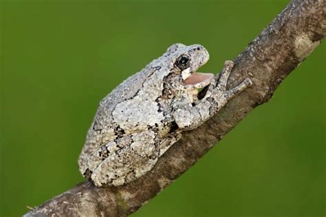 Gray Tree Frog Care Sheet Diet Habitat And More Critters Aplenty