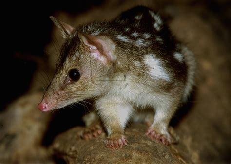 Australias ‘ecological Axis Of Evil Triggers Native Mammal Collapse