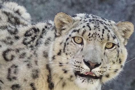 10 Best National Parks To Spot Snow Leopards In India Wildlifezones