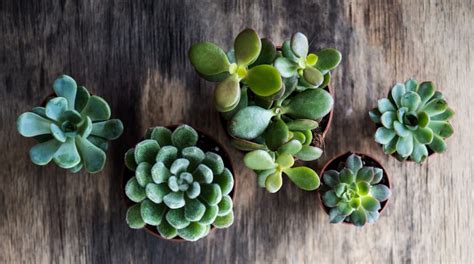 How To Keep Succulents Happy And Healthy Indoors