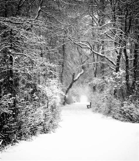 A Walk In The Winter Woods Photograph By Vicki Jauron Fine Art America