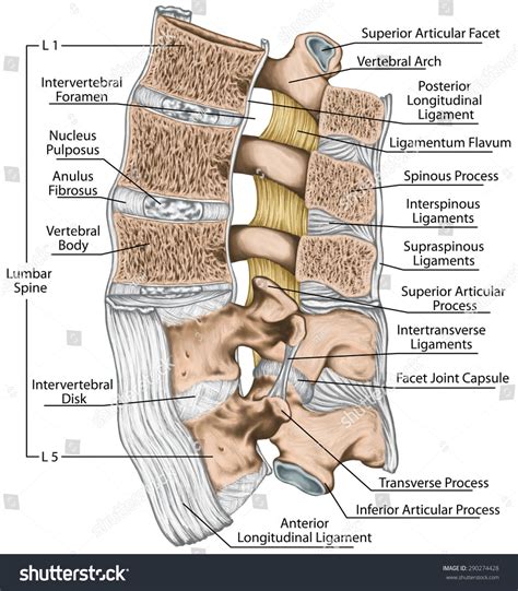 Joints And Ligaments Of The Vertebral Column Joint Spinal Nerve My Xxx Hot Girl