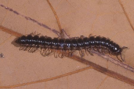 Aedes taeniorhynchus is the species doing most of the biting this week. Millipede Signs of Infestion | Millipedes in Your Home