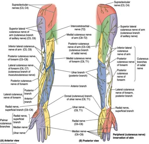 Cutaneous Nerves Flashcards Quizlet