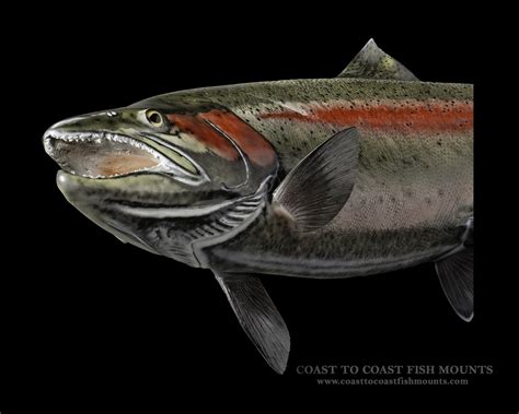 We have received many positive comments about it. Rainbow Trout Fish Mount and Fish Replicas | Coast-to-Coast