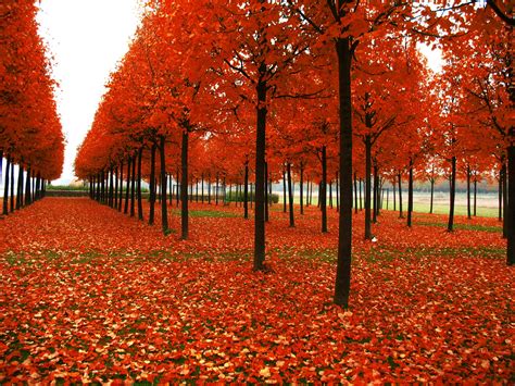 Wallpaper Sunlight Landscape Fall Nature Red Autumn