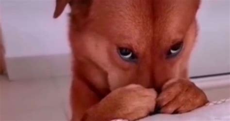 Reacción Tierna De Perrito Al Ser Regañado En Un Video De Tik Tok