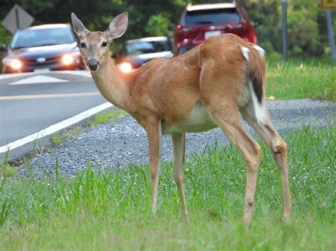 Maryland Biodiversity Project White Tailed Deer Odocoileus Virginianus