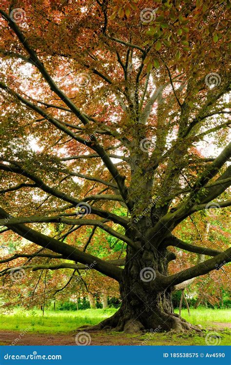 Mighty Copper Beech Tree Stock Image Image Of Foliage 185538575