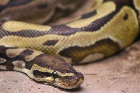 How To Breed Ball Pythons Easy Step By Step Guide