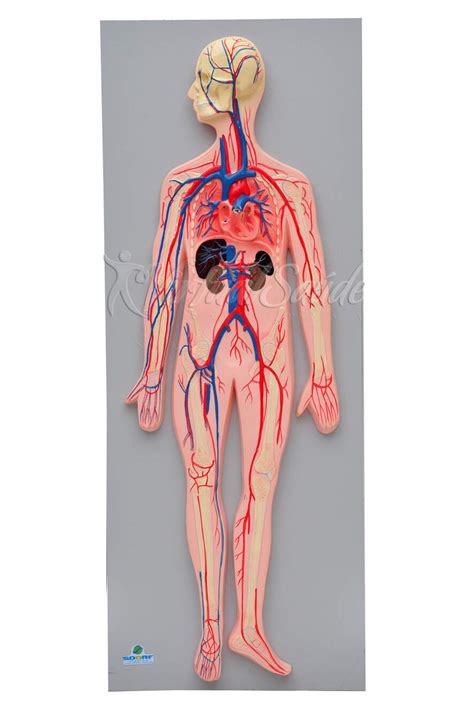 Modelo De Sistema Circulatorio Modelos Anatomicos The Best Porn Website