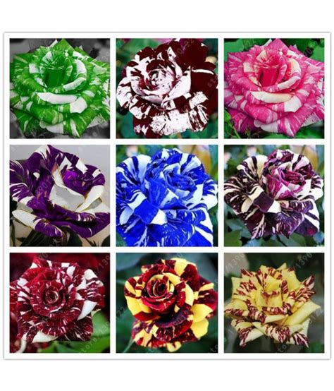 Rare Dragon Rose Mixed Flower Seeds Multi Colored Striped Rose Seeds
