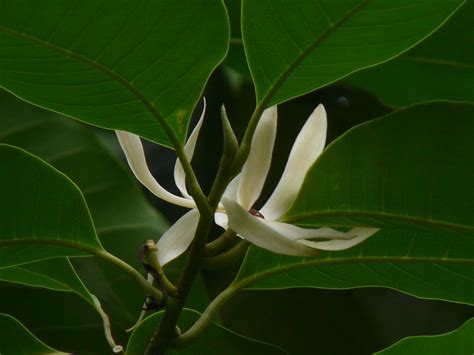 These girls are thoroughly imaginative, which makes them extremely inspiring to be around. Chafa (Marathi: चाफा) | Magnoliaceae (magnolia family ...