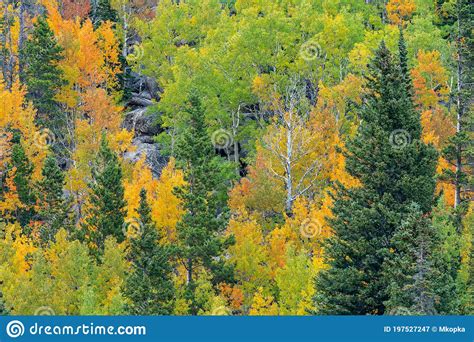 Fall Colors On The Trees In Rocky Mountain National Park In Colorado In