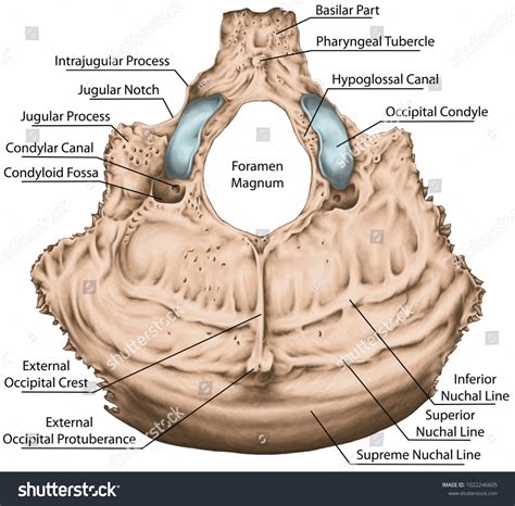 Occipital Bone Cranium Anatomical Construction Occipital ภาพประกอบ
