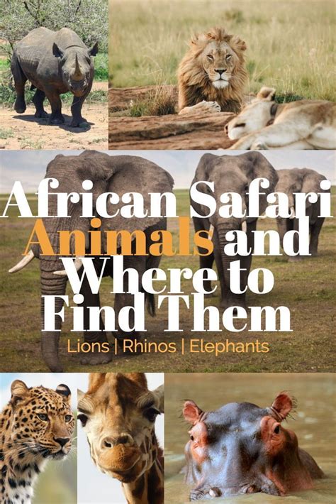 African Safari Animals And Where To Find Them There Are So Many