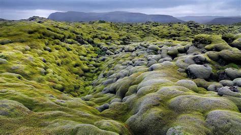 Eldhraun Lava Field In The Laki Fissure System Iceland Iceland