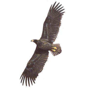 De vogel die wordt afgebeeld op het wapenschild van de verenigde staten. Zeearend | Vogelbescherming.nl