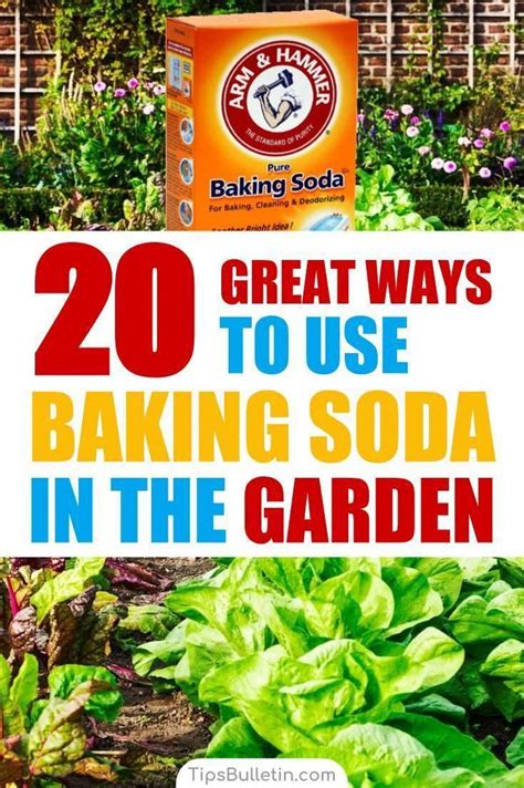 Insecticides to control grain insect pests. Find out how to best use baking soda in the garden and for ...