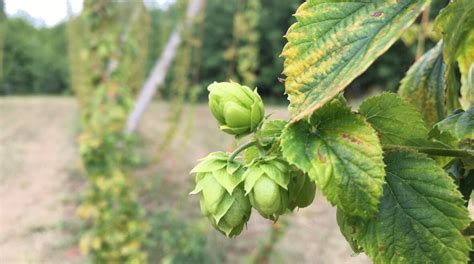 Craft Beer Trend Creates A New Craving For Canadian Hops Cbc News