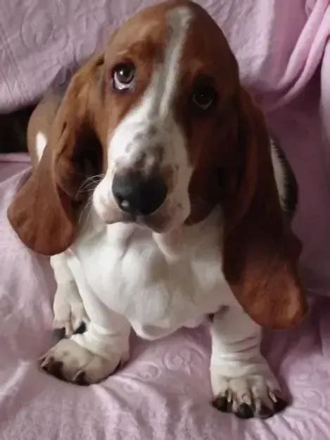 12 Signs You Are A Crazy Basset Hound Person
