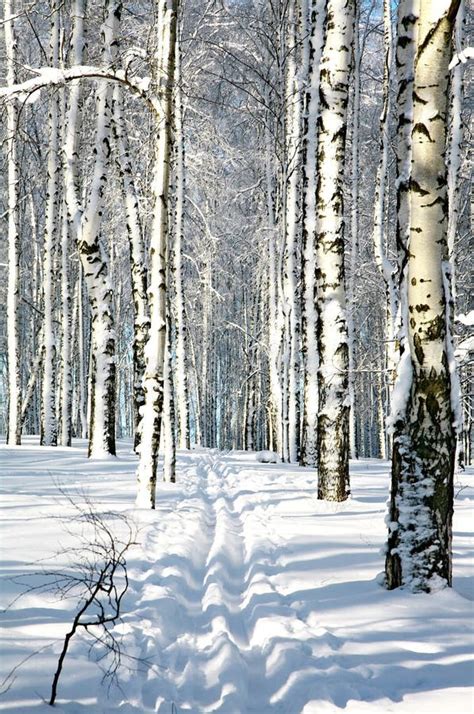 Ski Run In Winter Forest In Sunlight Stock Photo Image Of Path