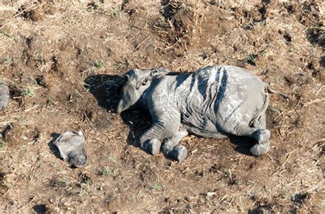 Poachers Kill 26 Elephants In Chobe National Park Africa Geographic