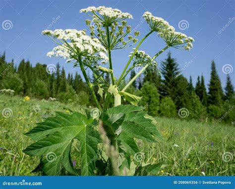 A Herbaceous Plant Of Siberian Hogweed Latin Heracléum Sibíricum Sib