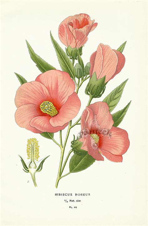 Step Botanical Prints 1896