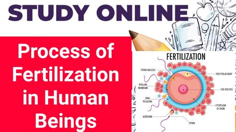 What Is Fertilization Process Of Fertilization In Human Beings