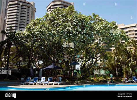 Magnolia Tree Towers Over The Pool Of The Intercontinental Hotel Manila
