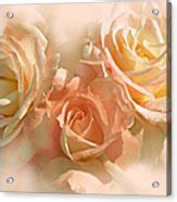 Peach Roses In The Mist Photograph By Jennie Marie Schell Fine Art