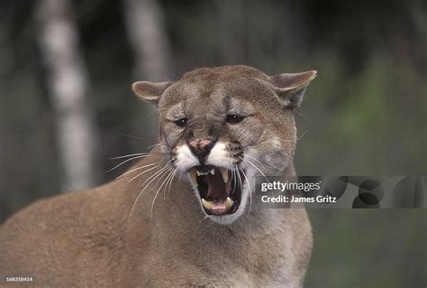 Growling Mountain Lion High Res Stock Photo Getty Images