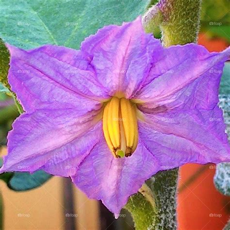 Namun, pernahkah anda terpikir apa sebenarnya manfaat terong ungu untuk. Terkeren 30 Gambar Bunga Terong Ungu - Galeri Bunga HD