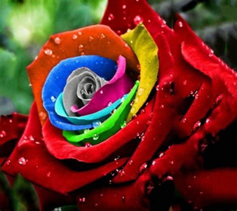 A Beautiful Rainbow Colored Rose Beautiful Flower Roses In A Ray O