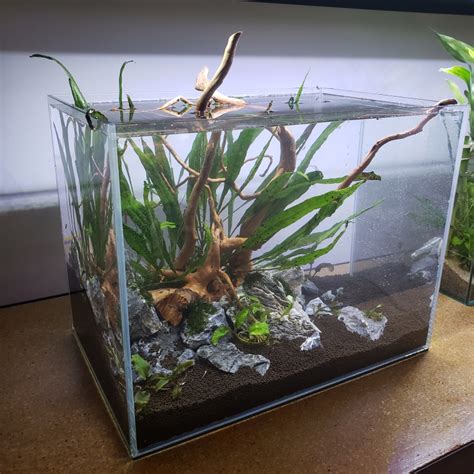 Step By Step Guide Starting Your First Planted Aquarium Aquapros