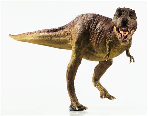 Tyrannosaurus Rex Information and Gallery