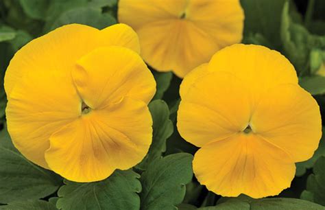 Pansy Giant Clear Yellow Pohlmans The Plant People Phone 07 5462 0477
