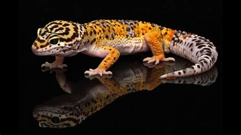 Ten Most Common Leopard Gecko Morphs Youtube