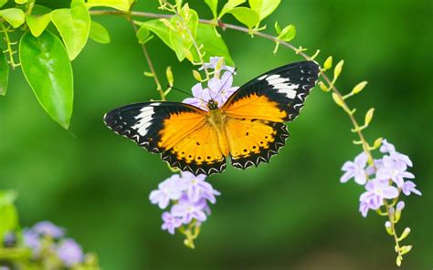 Nature Lovers In The City Have You Been To The Butterfly Garden In
